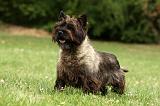 CAIRN TERRIER 376